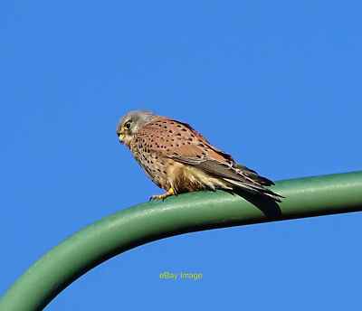 Photo 6x4 Kestrel on a lamp post Stanley/NZ1952 A nice male Kestrel besi c2022