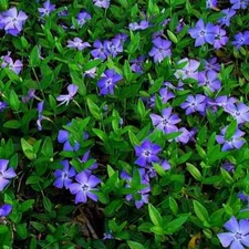 25 Vinca Minor Periwinkle Creeping Myrtle Perennial Evergreen Ground Cover 