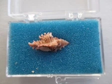 Murex Dodongi 20mm Talikud Island Davao Philippines Houart 1995 144S8