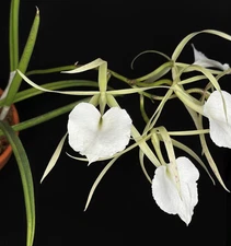Brassavola nodosa BS fragrant Orchid Species
