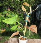 Philodendron Ernestii Red Plant 4" Pot 17" Tall 18" Wide RARE — photo 4