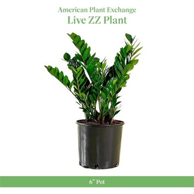 firestick pencil cactus plant Firestick Pencil Cactus  Fragrance Plants and Flowers
