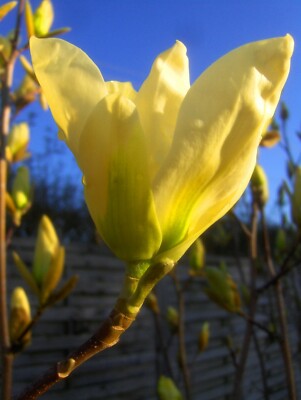 Magnolia Yellow Bird, intensiv gelbe Magnolie, 100-120cm, Magnolienbaum