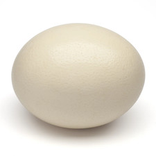 Ostrich Egg Blown Out Genuine 7 x 5 inch White / Cream New