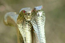 Antique Vintage Brass Snake Head Set of 2 Walking Stick Handle, Cane Topper,