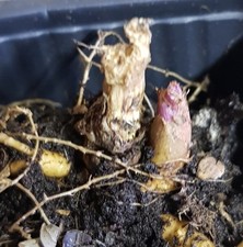 Aralia cordata 'Sun King' / Aralie dorée / Godet / Plante à feuillage / Vivace