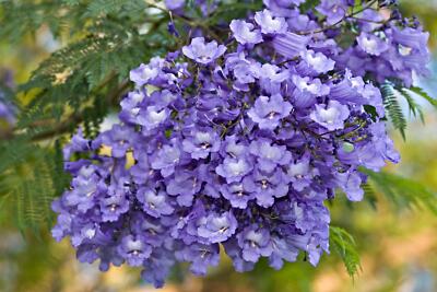 50 Blue Jacaranda Tree Seeds - Stunning Flowering Tree - Made in