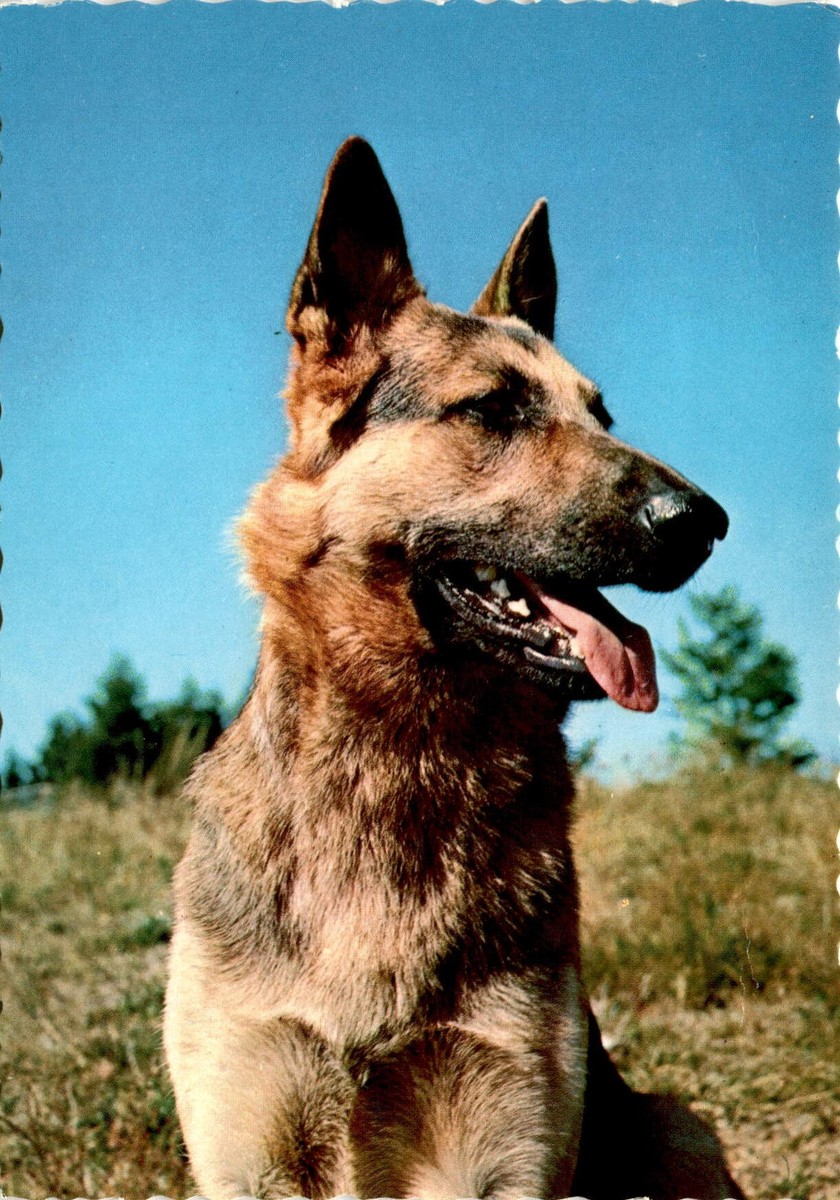 The Maple Bacon Talking German Shepherd Bacon Medium Sized Small