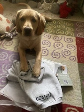 Comfrt Dog Hoodie Size XL RUNS VERY SMALL. More like A Size S/M