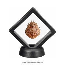 Spider Crab Carapace (Shell) in Floating Frame Display | Decorative 3D Frame