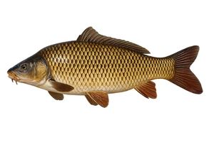 Common Carp Fish Self Adhesive Vinyl Sticker Decal Various Sizes Fishing Car Van