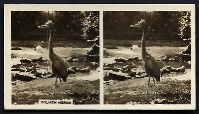 WILLS (O'SEAS) - NATURSTUDIEN - #20 GOLIATH REIHER
