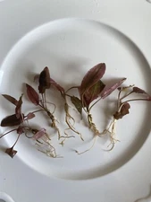 RARE Flamingo Crytocoryne- Pink Live Aquarium Plant. Great For Aquascaping!