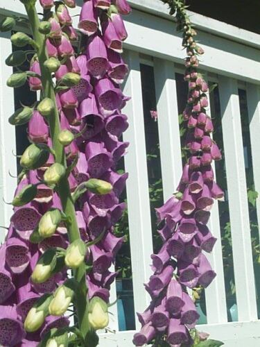 Pacific-NW-Giant-Foxglove-Mix-50-000-Seeds-Digitalis-Purpurea-Shelley