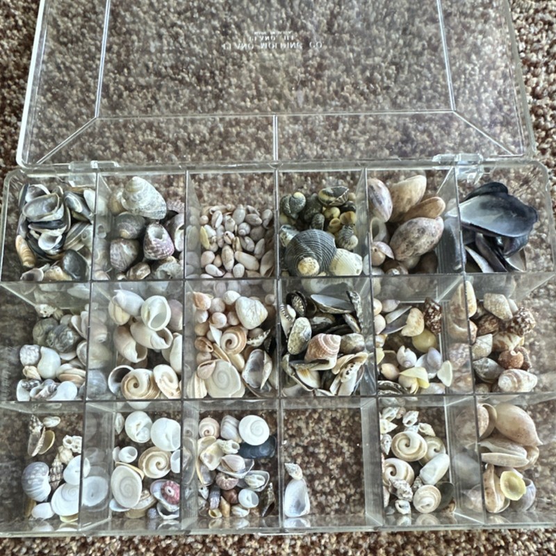 Assorted Shells Mixed Types in Organizer box. 
