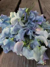 50+ Lunar Blue Sweet Pea Seeds for Garden Planting - USA - FREE SHIPPING!