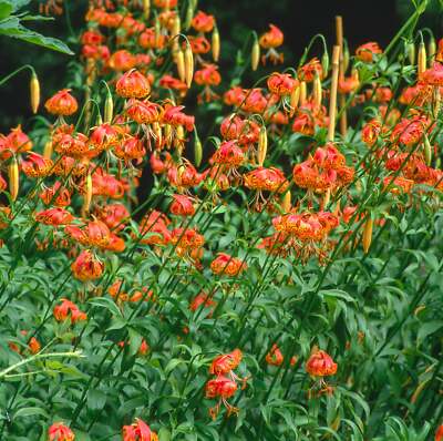 10 LEOPARD LILY California Tiger Lily Panther Lilium Pardalinum Yellow  Orange Re | eBay