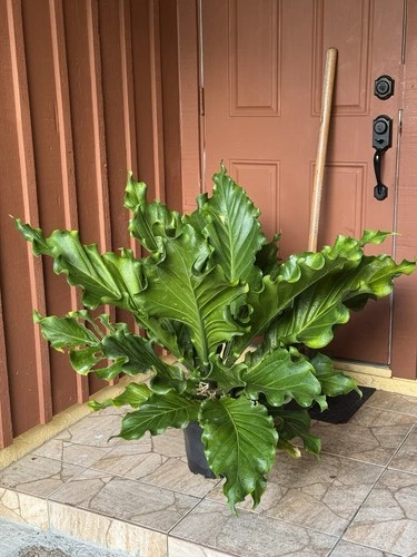 Live Extra Large 4ft+ Plant Rare Specimen Anthurium Plowmanii ‘Rancho Ruffles’