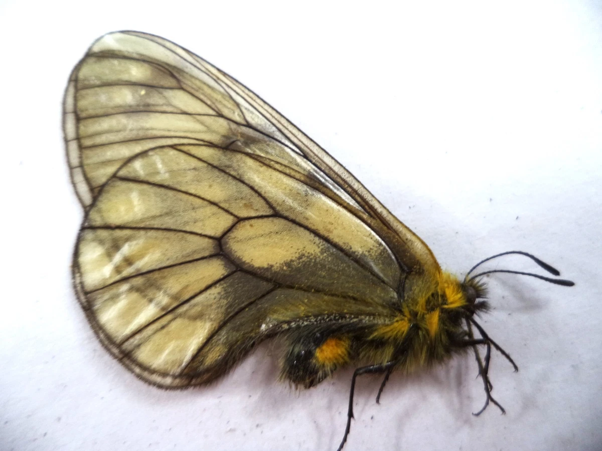 パルナシウス・アクデステス（チベット産、 オス） Parnassius Butterfly for sale | eBay