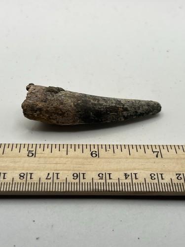 Spinosaurus 2.25” TOOTH Teeth Dinosaur Fossil before T Rex Cretaceous CS 373 - Picture 2 of 5