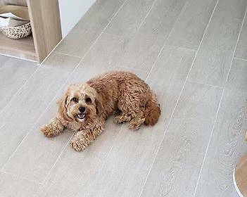 Female Toy Cavoodle First Generation Dogs Puppies Gumtree Australia Gold Coast South Palm Beach 1254803992