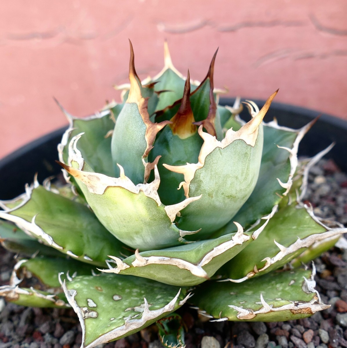 AGAVE TITANOTA compact & strong spines 100KES no variegated
