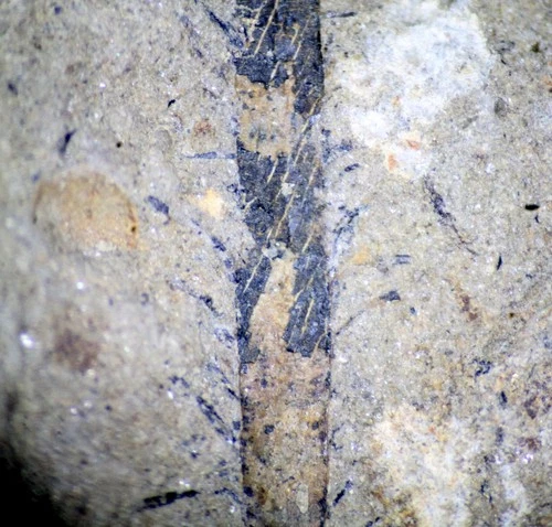 Baragwanathia - Extremely rare oldest Silurian fossil lycopod plant