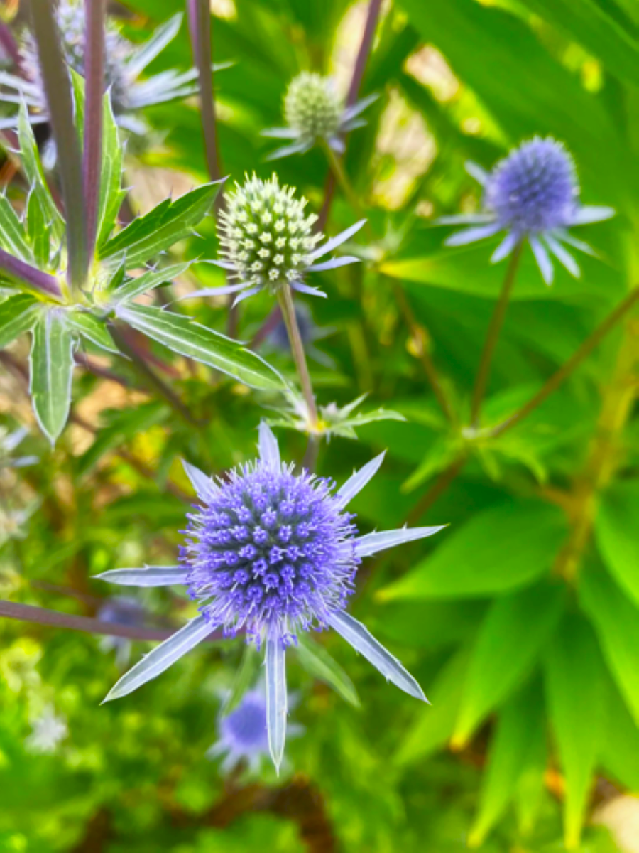 eRiNGo　0731 Sea Holly Seeds | Blue Thistle Eryngium Eryngo Flower Seed