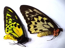 Ornithoptera for collectors | rare birdwing butterflies