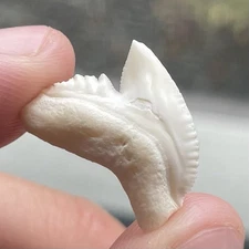 Modern Day Tiger Shark Tooth Not A Fossil Approx. .75”