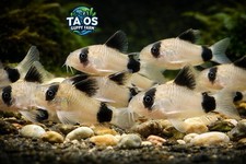 1 TRIO Corydoras Panda Catfish - Live Arrival Guarantee  USA Farm