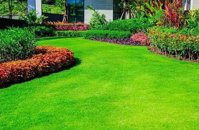 #ad 🥇360000 Emerald Zoysia Grass Seeds Premium Lawn Turf Drought amp; Heat Tolerant $88.69