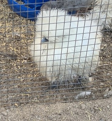 6+ Silkie Chicken Fertile Eggs- Satins/Frizzle & Showgirl..Also Naked Necks