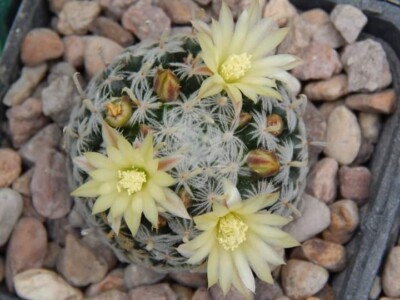 Cactus Mammillaria Duwei 15 seeds | eBay