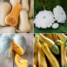 Squash Seeds - Huge Selection of Varieties
