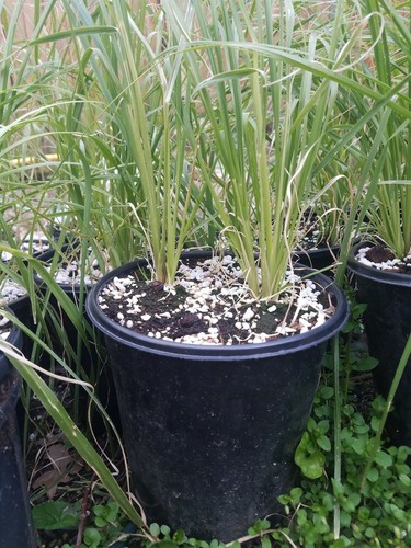 Cortaderia Pampas selloana Grass Live Plant Gallon pot ~ Plume FREE FAST SHIP! - Picture 2 of 2