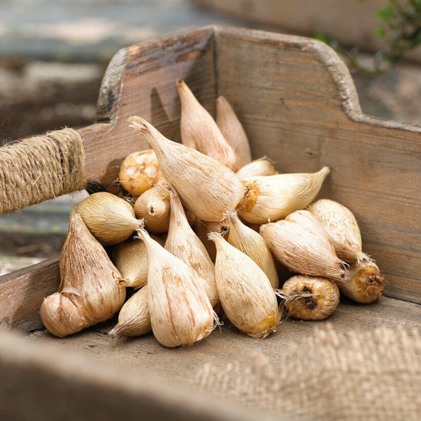 Easy to Grow Freesia Cottage Garden Collection 60 Plant Bulbs, Spring Zones 9-11