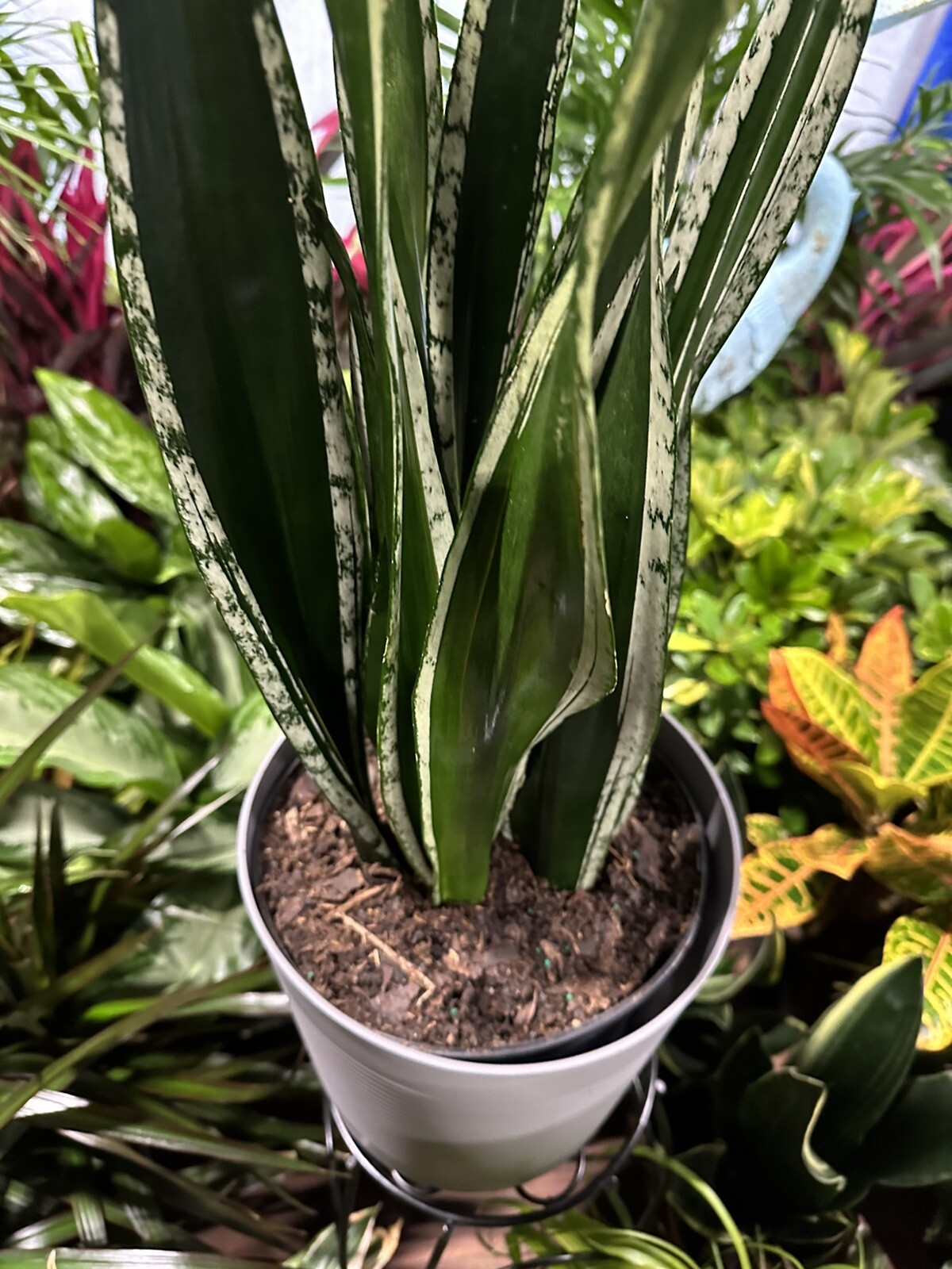 サンスベリア SP 清々しく Bhitalae Silver Blue 