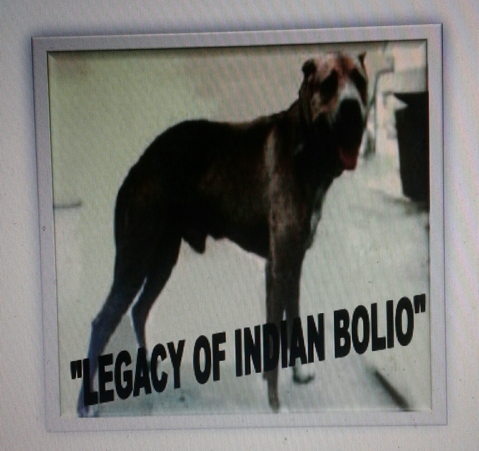 indian bolio pitbull