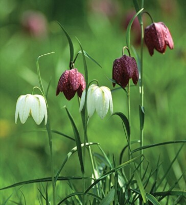 mix flower seeds Edible Flower Seed Mix