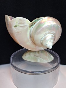 Vintage Mother of Pearl Turbo Turban Shell Pedastal Caviar Bowl Dish Vase