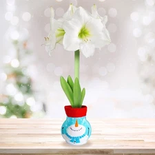 Garden State Bulb Snowman Sweater Amaryllis Flower Bulb White Christmas, 28/30cm
