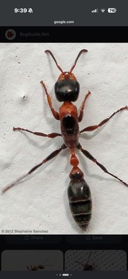 Queen Ant Pseudomyrmex Gracilis with Eggs Rare Feeder Insect