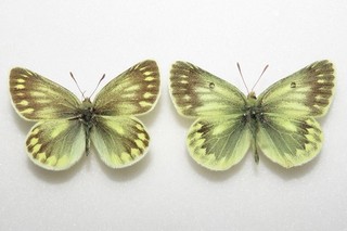 Colias aegidii aegidii Butterflies from Tibet. Moth/insect #4
