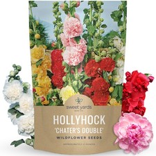Hollyhock 