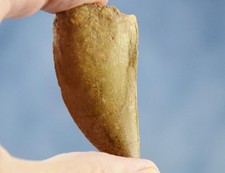 Large Carcharodontosaurus African T-rex Tooth 2.4