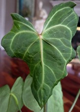 Rare Anthurium Delta Force 16" Tall Aroid Not Philodendron Monstera Syngonium