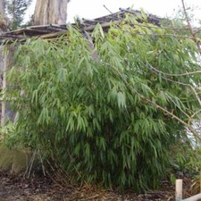 Fargesia robusta Formidable - Fountain Bamboo - Plant in 12cm Pot