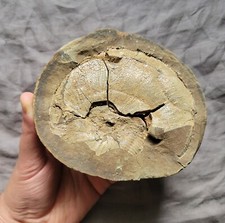 Very Rare Gem Scaphites Fossil Shell Ammonite From South Dakota Unique Site