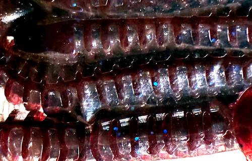 Paquete de 2 PAQUETES Berkley PowerBait 4" Power Ribworm Blue Fleck 12 unidades SMTRA4-BF - Imagen 12 de 24